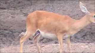 Pete's Pond : Pregnant Steenbok's baby kicks as she drink's 5:50 PM Oct 23, 2016