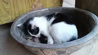 Full Cats Video | Give Food To Cats and Kittens in Rural Home