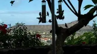 Java sparrows at the Cafe . 
