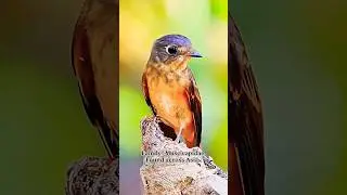 Ferruginous flycatcher | A small passerine bird #shorts