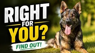 West German Shepherd (History, Temperament, Care)