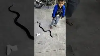 viral bocah sakti asal Indramayu bisa taklukan ular cobra liar