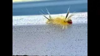 Banded Tussock Moth Caterpillar (Venomous)