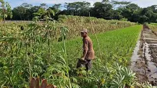 GOD-LEVEL SKILL: FARMER PULLS OUT CASSAVA WITH BARE HANDS! - Agriculture Farming