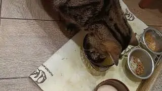Бакс рыбу уплетает😁