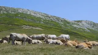 [PointFOOTAGE] Animals - Cattle cow herd rest pasture hillside - LS - 23123