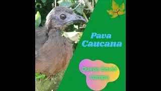 Cauca's guan (Penelope perspicax)