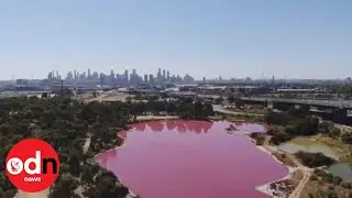 Amazing! Australian salt lake turns bright pink