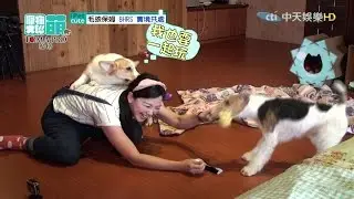 2016.05.08《寵物大聯萌》完整版　保姆＋毛孩的新挑戰　聯手解任務去！