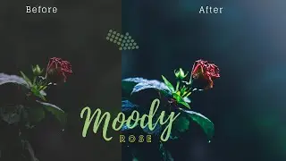 lightroom rose editing | rose lightroom preset | lightroom red rose | misty rose lightroom