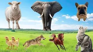 Lovely Animal Moments: Sheep, Elephant, Dog, Chicken, Wolf, Horse, Cat - Animal Sounds