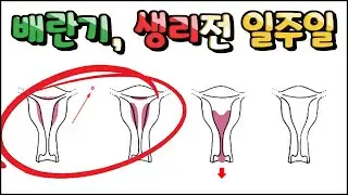 Ovulatory phase and a week before period - Period diet part 2