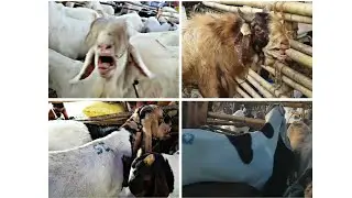 Deonar bakra mandi || 1st day || 21st august 2017 || part 1