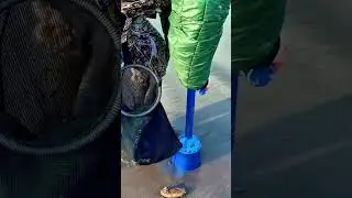 Fish Catching technique ✅ 🐟 EP- 1275 | Natural fishing videos
