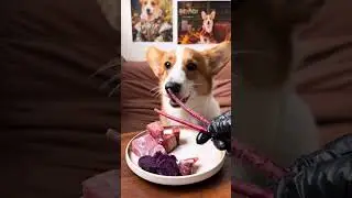 Guess what this is that the radish is eating. #corgi #food #pets #cute