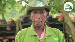 Routine Cattle Spraying at Nimukama Mixed Farm to control ticks and other endo parasites.