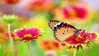 Pinkster Koortjies-Gee my die krag van die Here-sing glory hallelujah when the fire-Weet Jy Waarom