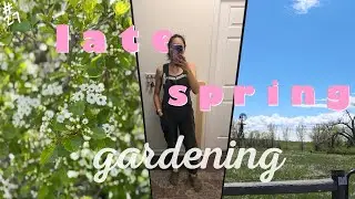 direct sowing seeds, balcony garden update, & natural pest control