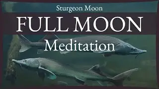Sturgeon Moon Full Moon Guided Meditation