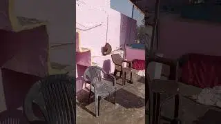 Wildlife hungry monkey in Pushkar 🇮🇳 #travel #nature #subscribe #please 🙏