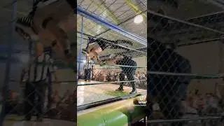 Con este movimiento #PigPool gana la m&aacute;scara de Startiger #luchalibre #lance #puerquizaextrema