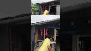 भैया ने cucumber दिया