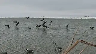 Приманиваем всех гусей на 15 ярдов. Пистолет Banger 5 + бонусные птицы.