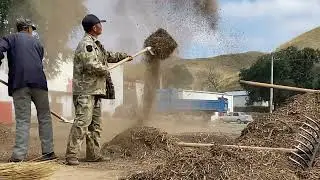 Harvesting buckwheat   収穫そば