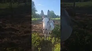 Pearl. #oklahoma #farmlife #donkey #animals #funny