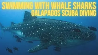 Swimming with WHALE SHARKS in GALAPAGOS | GALAPAGOS Live aboard