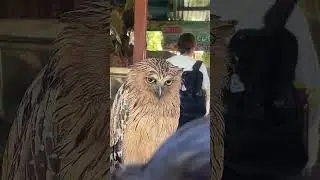You Can Never buy This Owl #shorts