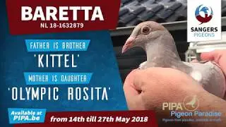 Pipa Auction: 'Baretta' - NL18-1632879