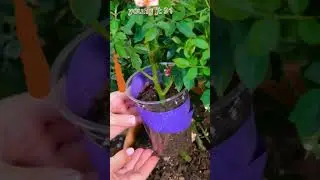 Cara mudah cangkok bunga mawar☆☆easy way to graft roses. #shorts #shortsvidio#Feed Shorts