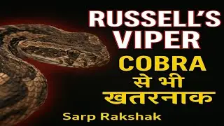 🐍 Russell&rsquo;s Viper Cobra से भी खतरनाक Snake Rescue| सबसे जहरीला साँप | #@sarprakshak10 #cobrarescue 