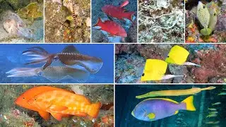 Scuba Diving Mauritius - Underwater Soulmates Part 1
