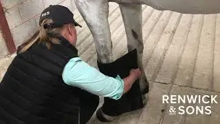 HOW TO KEEP A GREY HORSE CLEAN THE NIGHT BEFORE A SHOW