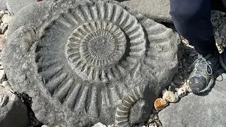 Jurassic Coast Ammonites