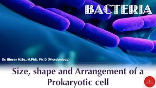 Size, Shape and Arrangement of prokaryotic cell | Bacteria / English