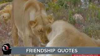 Friendship Quotes by Unknown Authors: Wolfgang Riebe