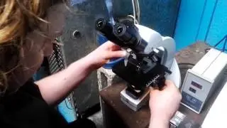 Bull fertility testing