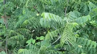 Edible Mississippi fruits in the wild #darrellbarnes #piratebarnes #barnesnaturevids