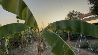 January 22nd 2026 UFO 0646 ascending dawn sphere with associated go fast objects