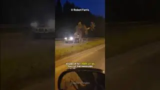 Moose Are SCARY!