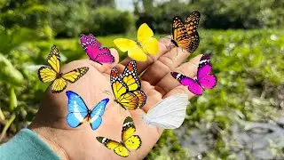 Butterfly hunting, catch butterflies using a net trap, get beautiful butterflies, dragonfly, Beetle,