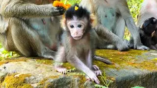 Most sweet new born baby monkey with white face