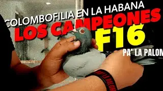 COLOMBOFILIA HABANERA - LOS CAMPEONES del PALOMAR F16 - 2da Parte