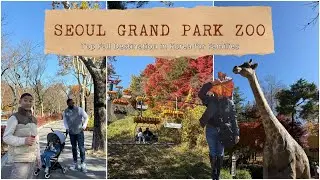 Best Place to See Autumn Leaves with Kids in Korea | Seoul Grand Park Zoo Vlog #koreavlog 