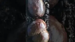 Bismarck palm tree seeds #palm #palmtrees