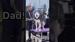 Funny Husky say English