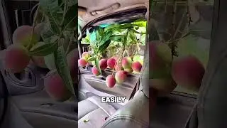 He Caught A Fruit With The Car Door#funny #goodthing